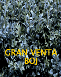 Boj arbusto